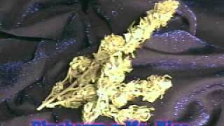 Marijuana Man: Bud Smorgasboard (2of3)