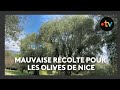 Une saison catastrophique pour la récolte des olives de Nice