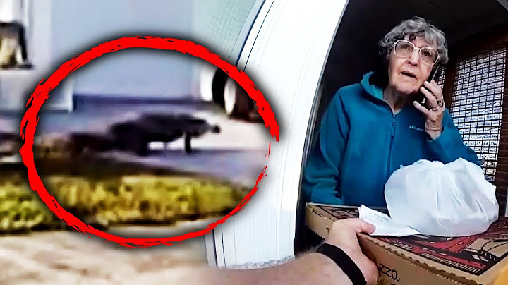 Alligator Stops Pizza Delivery, So a Cop Steps in