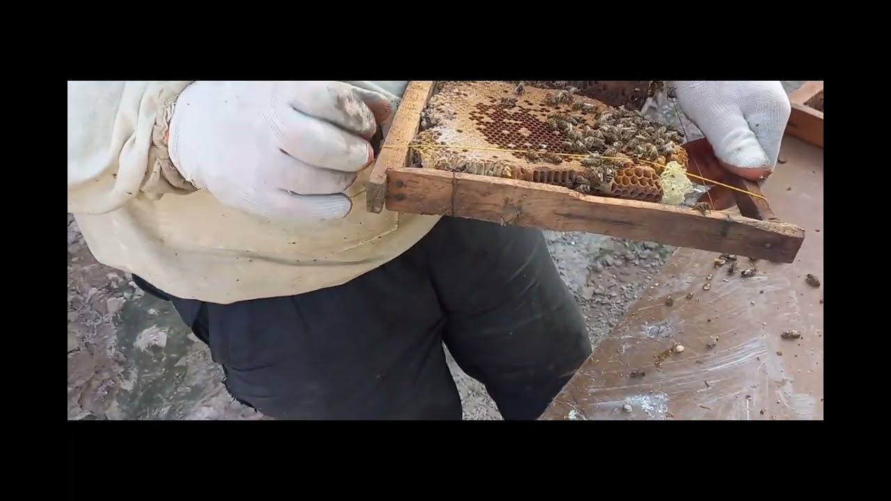 Տանիքի բետոնի մեջից  մեղուներ ենք հանում