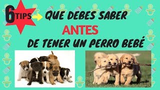 6 TIPS que debes saber ANTES de tener un perro bebé Tips by Natalia Ospina