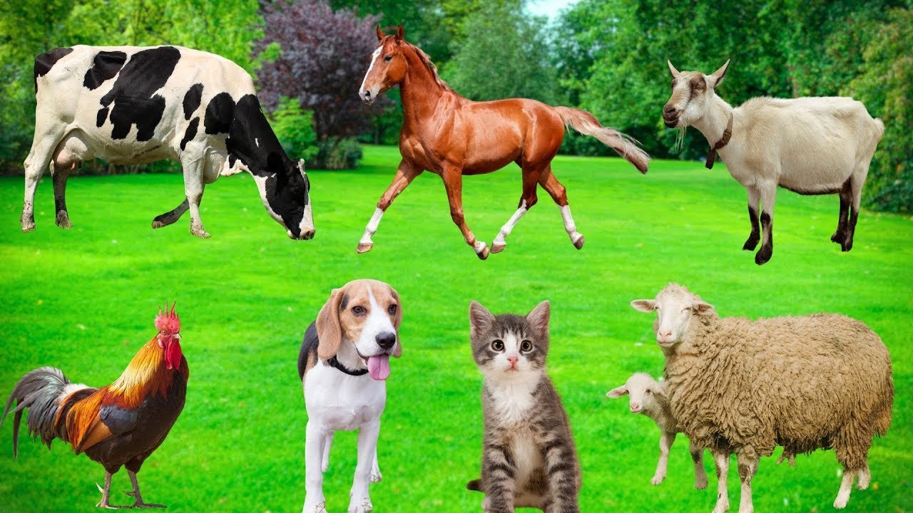 "Sheep, Cow, Pig, Chicken, Dog & Cat Sounds 🐄🐷 | Relaxing & Educational Animal Noises"