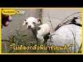 หนุ่มช่วยน้องหมาชิวาวาน้อยผอมโซถูกทิ้งข้างถนน | Dog's Clip