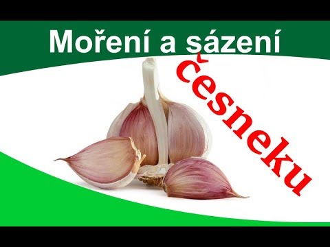 Video: Co je Lorz italský česnek: Jak pěstovat Lorz italský česnek na zahradě