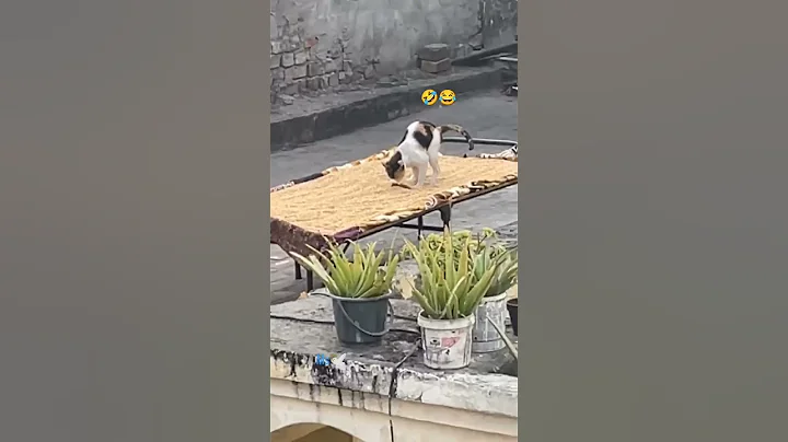 Video 11704431: funny cat talking, clean funny cat