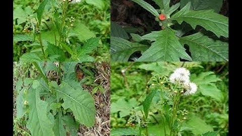 CONG DUNG CUA RAU TAU BAY