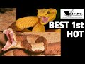 Best Starter Venomous Snake | Best Snake for Beginners