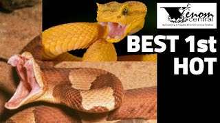 Best Starter Venomous Snake | Best Snake for Beginners