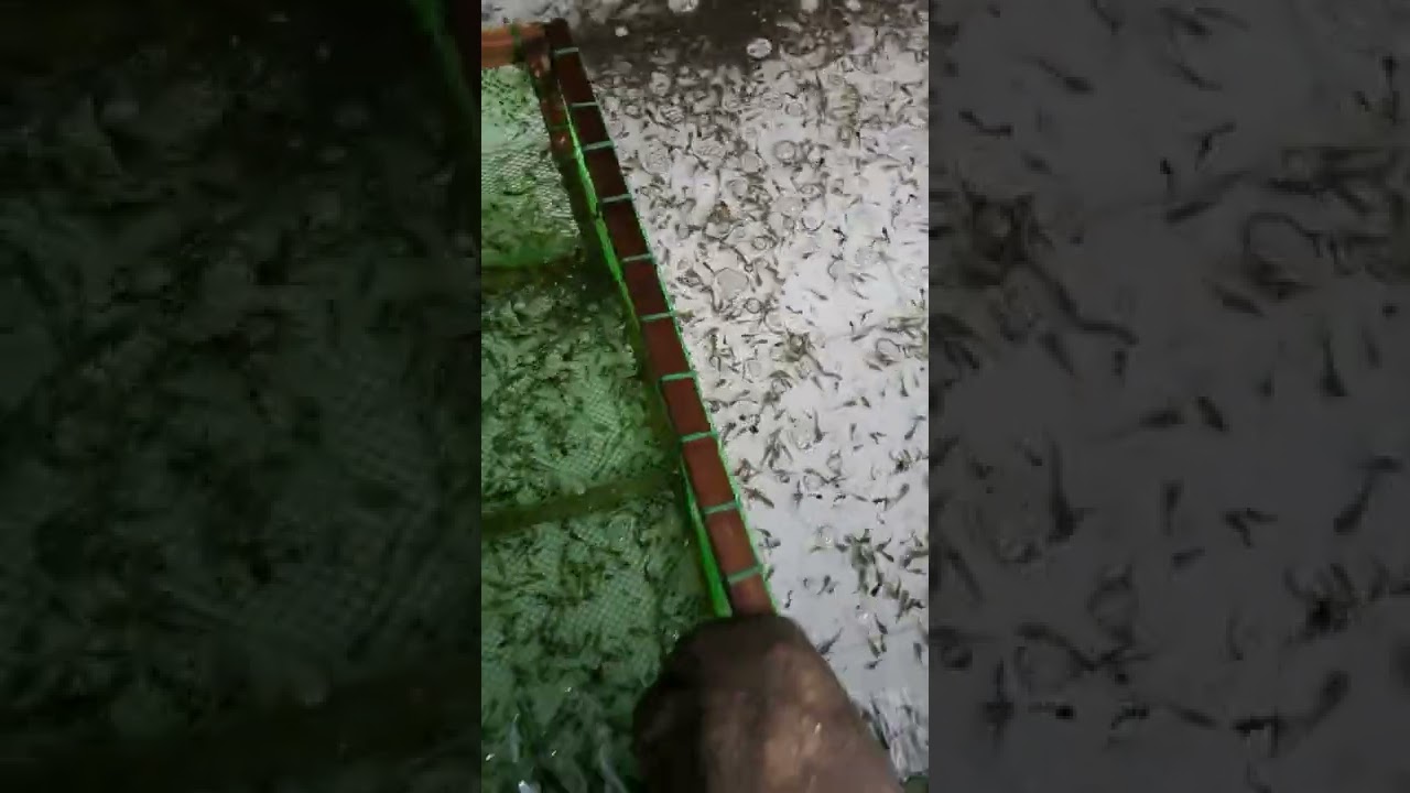 Sorting / Sizing of Newly Harvested Catfish Fingerlings (18 Day Old