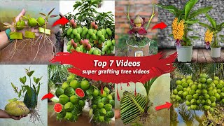 Top 7 Videos _ Super Grafting Tree Videos