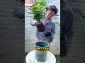 #虎皮蘭 #月季 #龜背竹 #盆栽 想短時間內把盆栽養胖,記住這些技巧