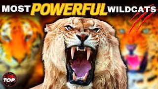 8 Most Powerful Wild Cats on Earth
