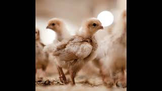Pullet Rearing Explained: Systems, Scale, and Success