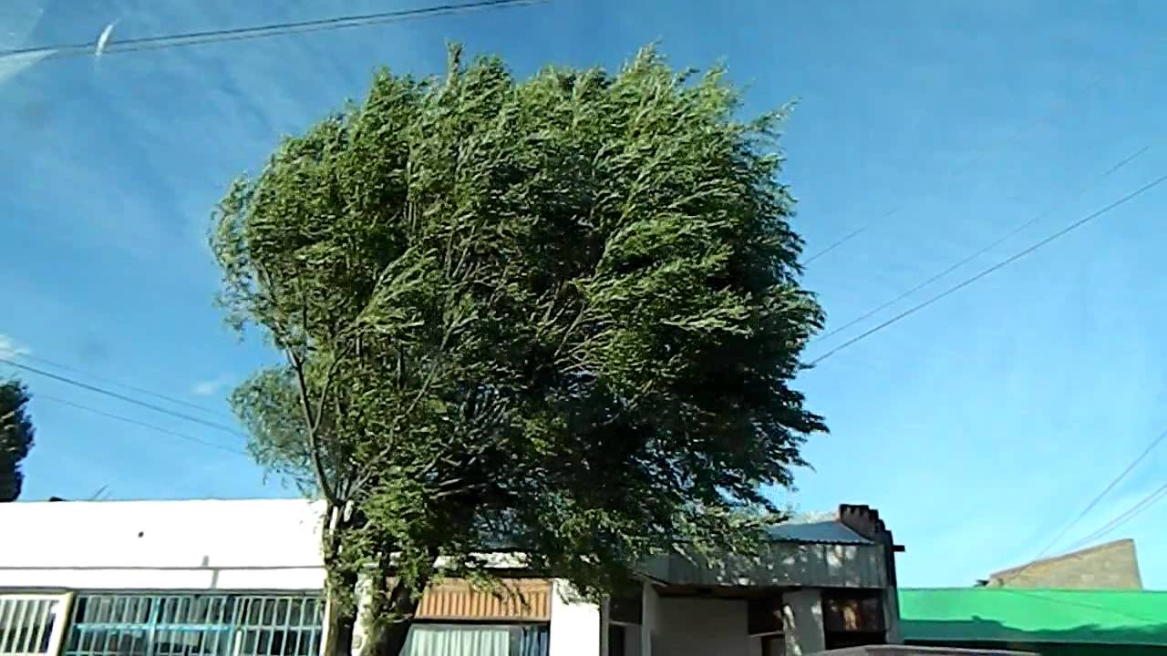 Arbol con viento.MOV camera iphone 8 plus apk