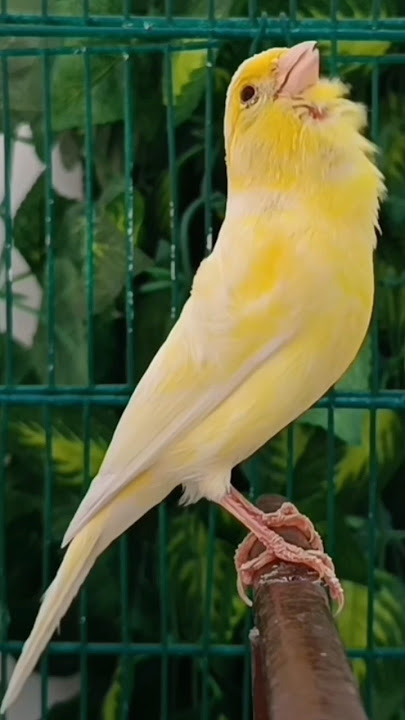 chant singing canaries 57 تغريد الكناري
