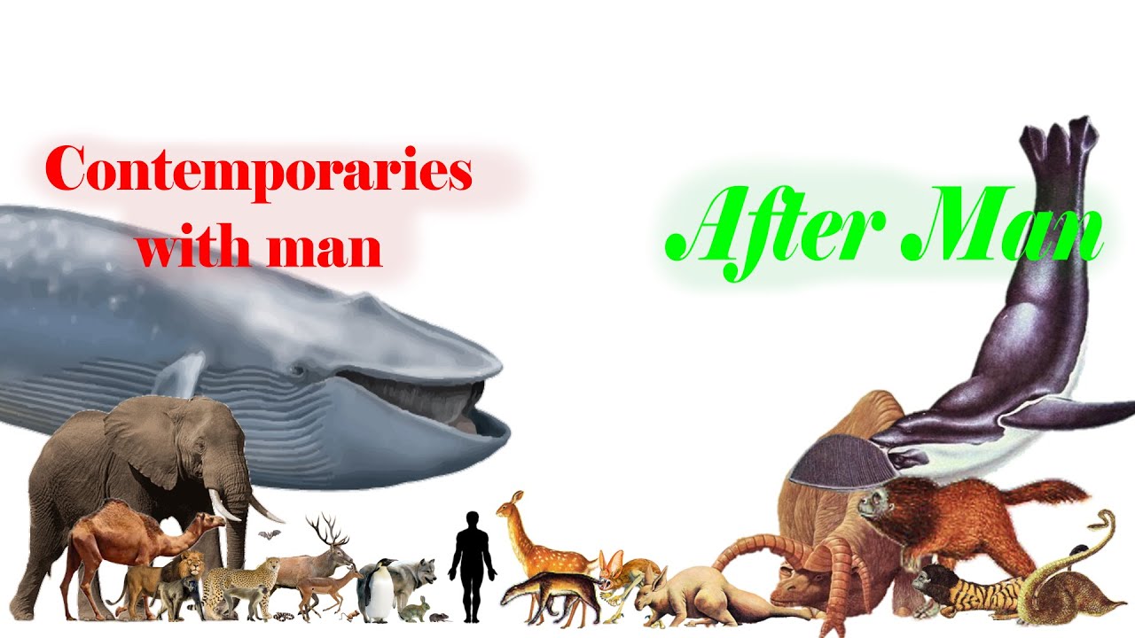 After Man and Contemporaries with Man Size Comparison [Unofficial]