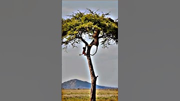 leopard 🐆 attack on a monkey 🐒 ।। #aishorts #monkey #leopard #alizasehar