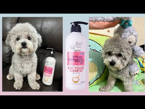 toy poodle shampoo