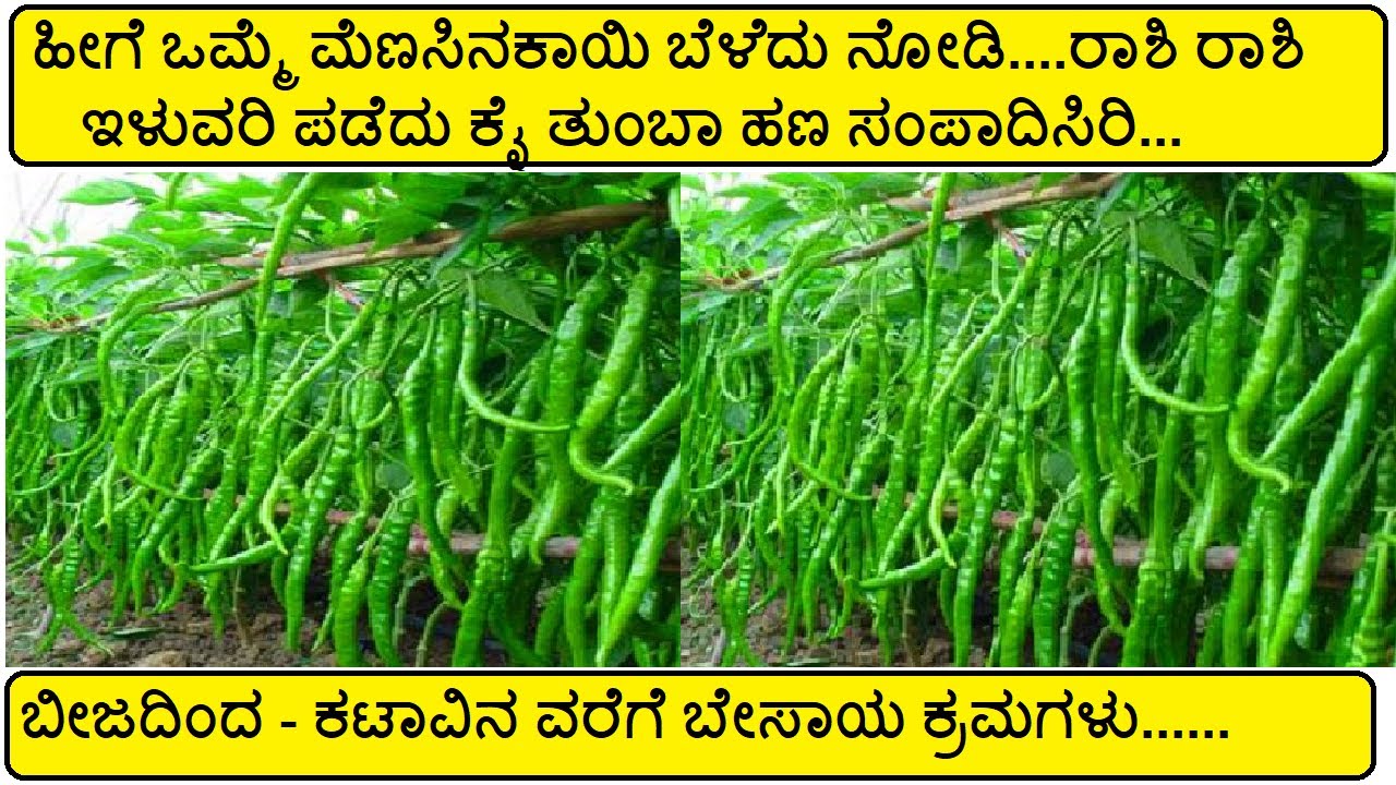 ಮೆಣಸಿನ ಕಾಯಿ ಬೆಳೆಯಲ್ಲಿ ಸುಧಾರಿತ ಬೇಸಾಯ ಕ್ರಮಗಳು/ತಳಿಗಳು/ ರೋಗಗಳು/ CHILLY FARMING/Cultivation IN KANNADA