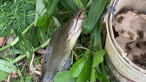#Tập45 Câu cá rô đồng, cá trê kênh lục bình mùa mưa bão!