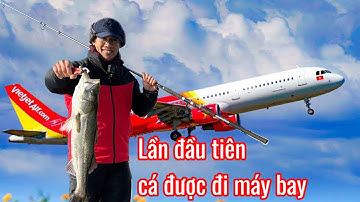 Lần đầu tiên trong lịch sử một con cá được đi máy bay từ Nhật về Việt Nam | Tập 1