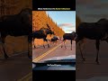 “Moose Family Crosses the Road in Yellowstone 🫎 | Rare Wildlife Moment”