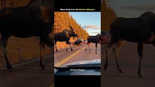 “Moose Family Crosses the Road in Yellowstone 🫎 | Rare Wildlife Moment”