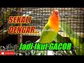 Sekali Dengar saja, Suara Lovebird ini Memancing Labet Jenis apapun jadi Emosi Gacor dan Rajin Bunyi