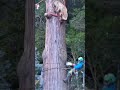 【樹齢250年】ど迫力!大木を樹上で断幹する瞬間...