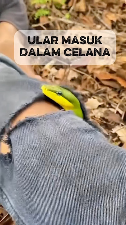 Ular masuk dalam celana #trending #fyp #viralshorts