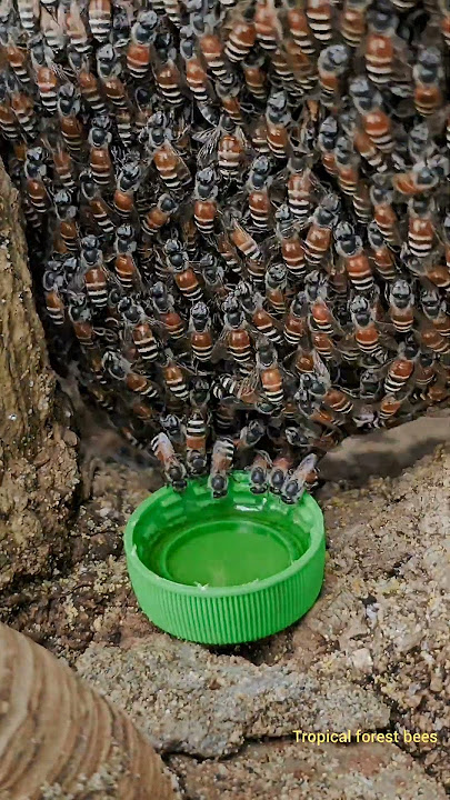 honey bee videos - When honey bees discover 'treasure': amazing honey eating speed 🥰🐝🐝🥰 #bee