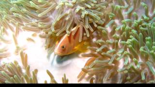 Diving Koh Racha Noi with Sea Bees Phuket