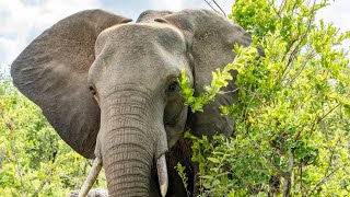 Why Elephants Flap Their Ears (It’s Not What You Think!)