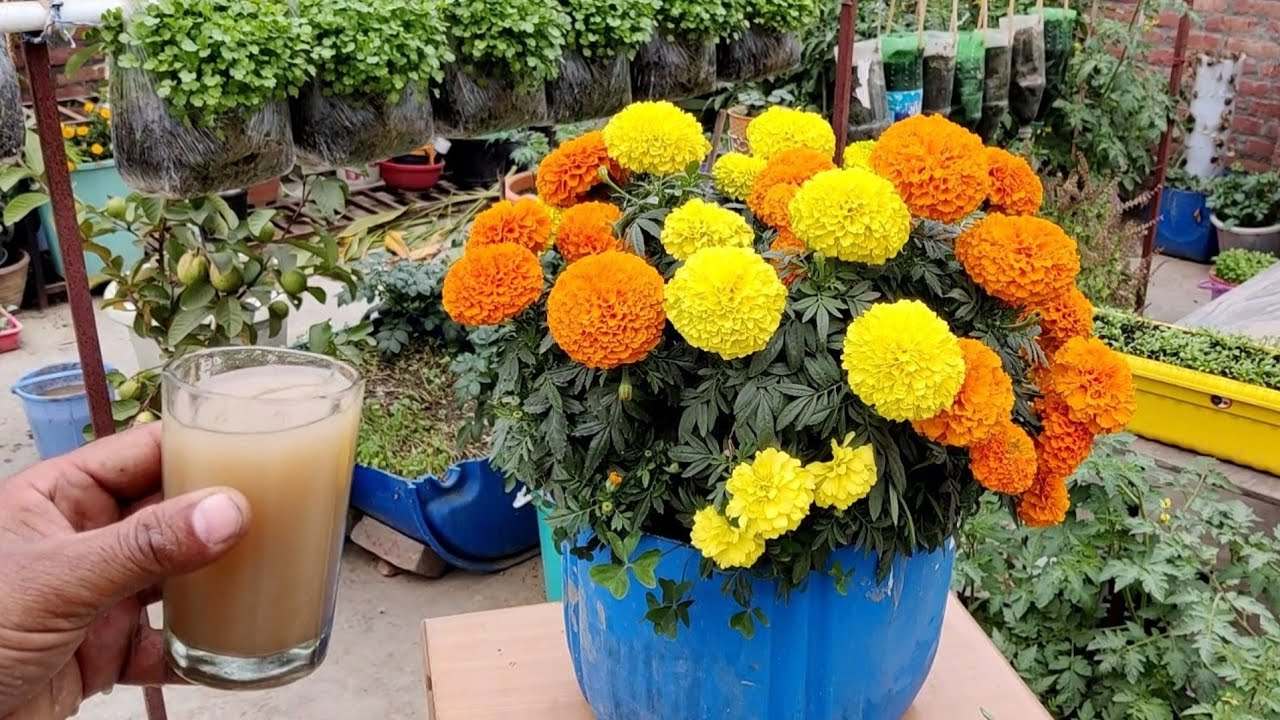 गेंदे पर आएंगे बड़े-बड़े फूल ये राज पड़ोसियों को कभी मत बताना