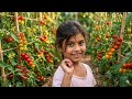 My Tomato Harvest : Enough for One Salad and YouTube Video | Village CHRONICLES 
