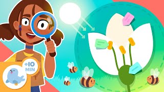 plants kids photosynthesis pollination parts types plants