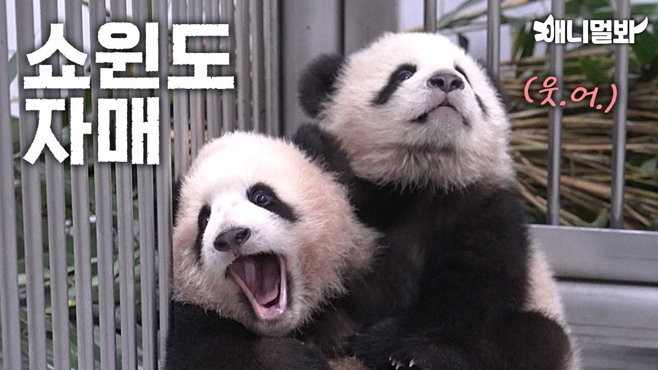 Двойная жизнь близнецов(?)