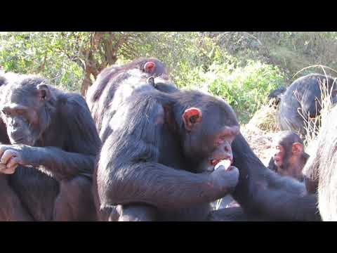 Video: Chimpanse Natasha Overraskede Forskere Med Sin Intelligens - Alternativ Visning