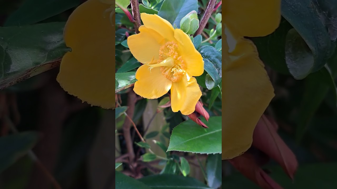 Hypericum 'Hidcote' in Bloom | Bright Yellow Flowers & Easy Care Shrub 