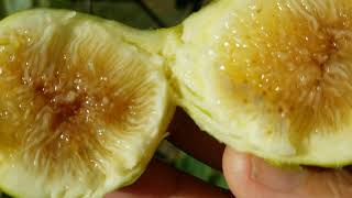 WHY I WRAP MY FIGS! An In Depth Discussion! 8\/30\/19 Zone 7-A