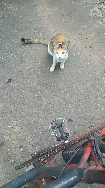 Download lagu 1 August 2024