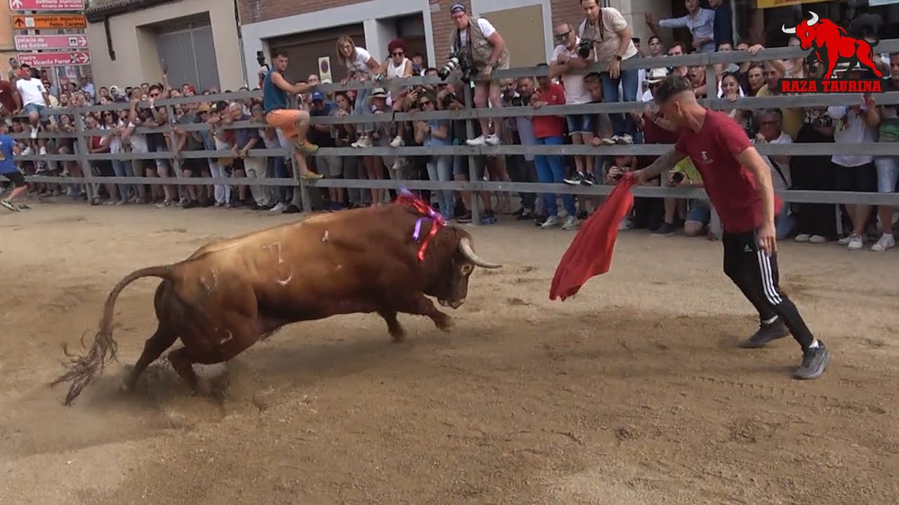 II Congreso Nacional de Toro de cajón (tarde). Medina del Campo. 14 Junio 2025