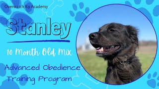 Stanley | 10 Month Old Mix | Advanced Obedience Training Program | Building Confidence and Manners | by OverWatch K9 Academy Columbus 28 views 1 month ago 8 minutes, 38 seconds