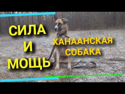 СИЛА и МОЩЬ ХАНААНСКОЙ СОБАКИ / ХАРАКТЕР ДАННОЙ ПОРОДЫ / ХАНААНСКАЯ