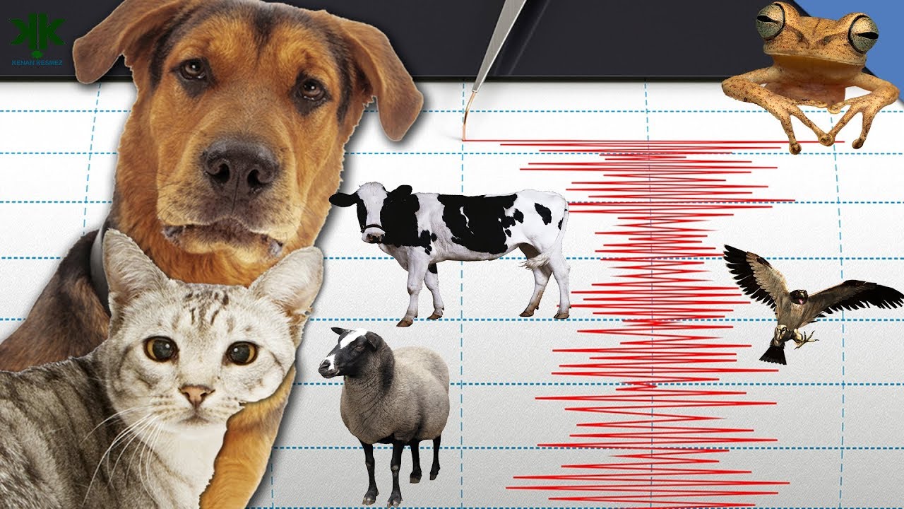 Hayvanlar Depremi Onceden Tahmin Edebilir Mi Hayvanlarin Depremden Once Gozlemlenen Davranislari Youtube