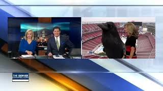Bird Photobombs Meteorologist