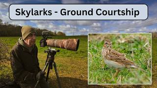 Skylarks - Early Breeding Season Ground Courtship!