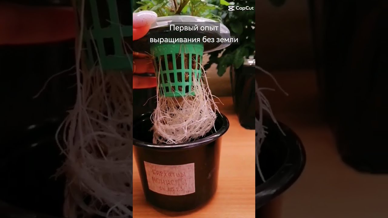 Лента Купить Землю Для Рассады