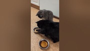 Catnip tea first try.