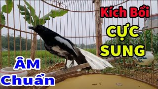 Download Lagu Choè than hót đấu giọng rừng CỰC SUNG Chòe Than Hót Giọng Rừng Kích Trống Căng Lửa hót | choe than MP3 Download Lagu Choè than hót đấu giọng rừng CỰC SUNG Chòe Than Hót Giọng Rừng Kích Trống Căng Lửa hót | choe than MP3